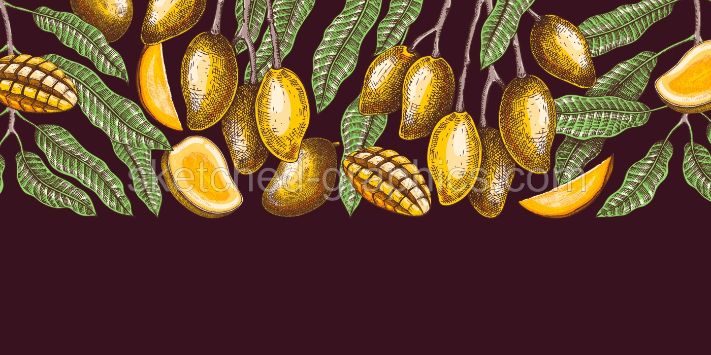 Ripe mango background. Tropical fruit hand drawn vector illustration. Exotic plant with fruit, leaves, branches sketches in color. Summer food banner,  juice packaging, menu design in color Illustration